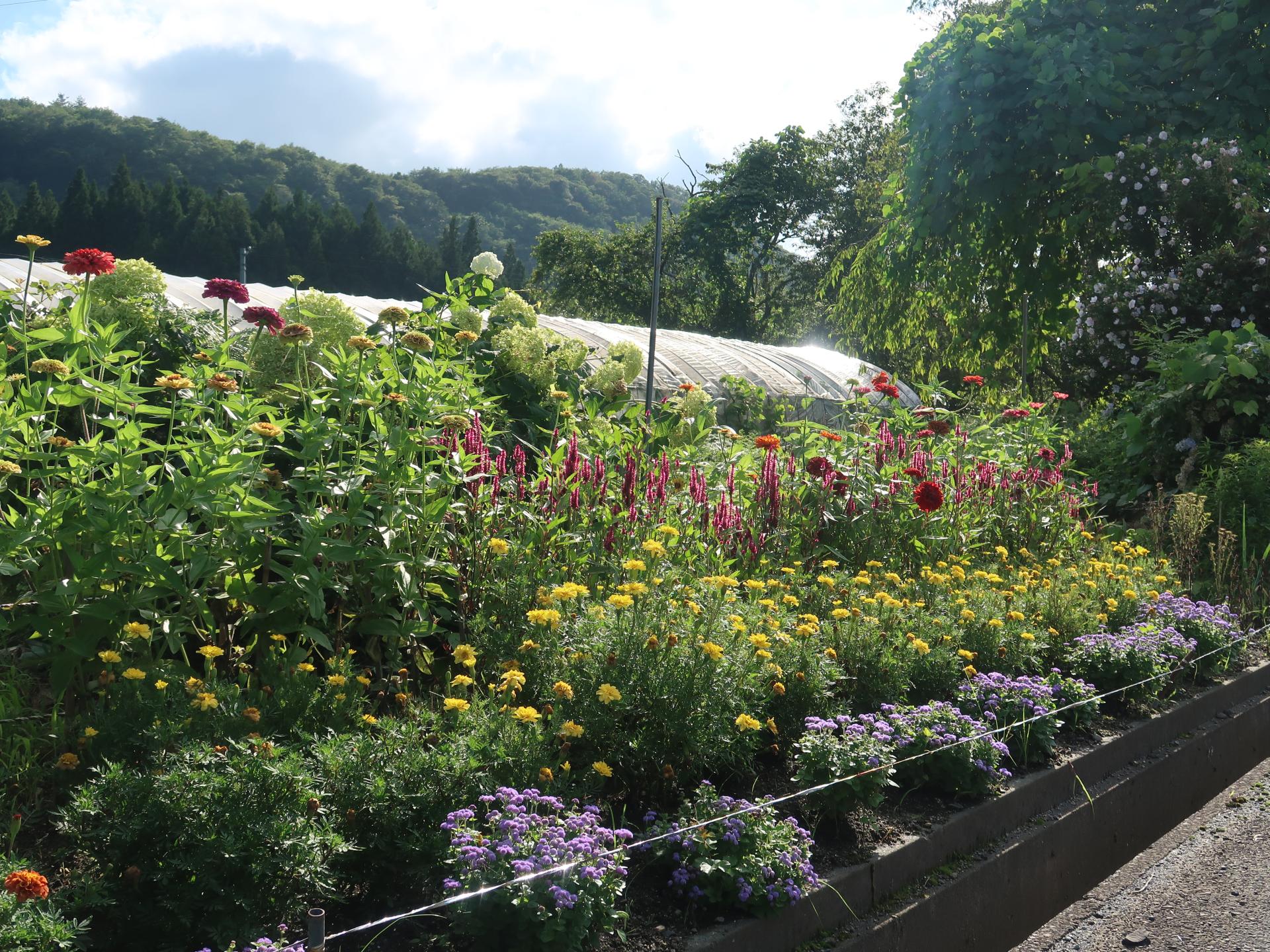 佐藤善男さんの花壇の写真